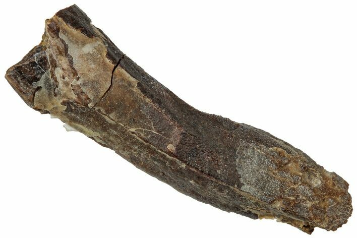 Fossil Hadrosaur (Edmontosaurus) Tooth Root - Wyoming #323965